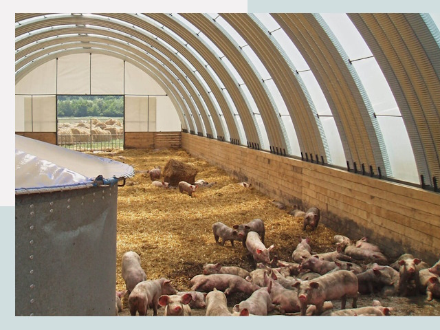 Строительство свинарников в Балакове