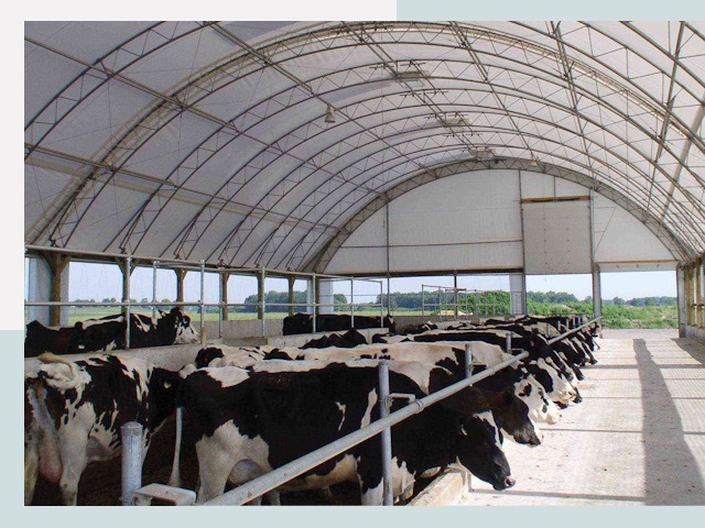 Тентовые коровники в Балакове